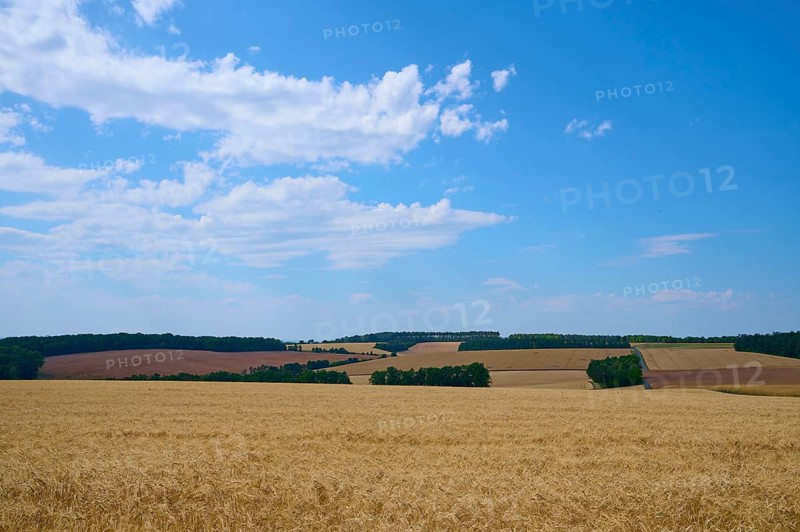 Wide cereal landscape under a blue sky with gentle cloud formations, summer, Retzstadt, Main Spessart district, Bavaria, Germany