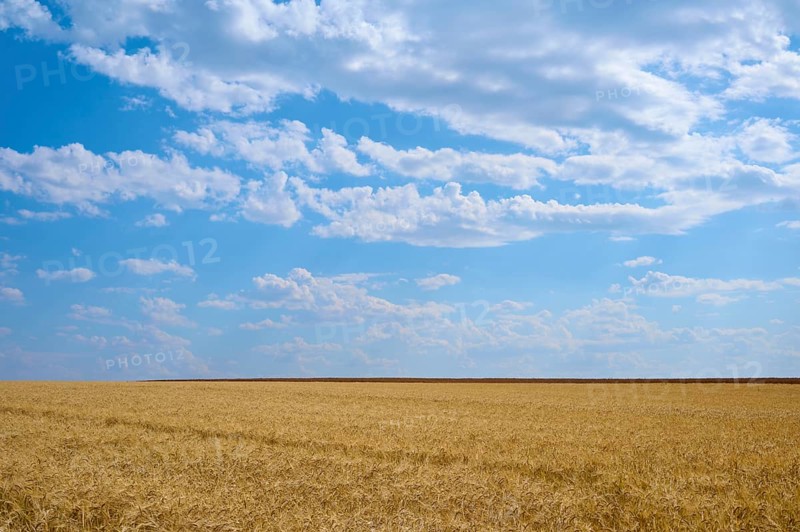 Endless cornfields under a vast blue sky with light clouds, summer, Retzstadt, Main Spessart district, Bavaria, Germany
