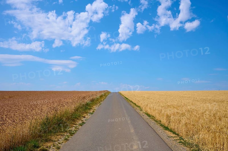 Straight path between golden and brown grain fields under a clear summer sky, summer, Retzstadt, Main Spessart district, Bavaria, Germany