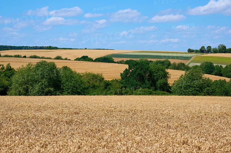 Wide grain fields under a blue sky with scattered trees and rolling hills, summer, Miltenberg, Miltenberg district, Spessart, Bavaria, Germany