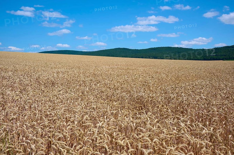 Gentle hills with extensive wheat fields under a sunny, blue sky, summer, Miltenberg, Miltenberg district, Spessart, Bavaria, Germany