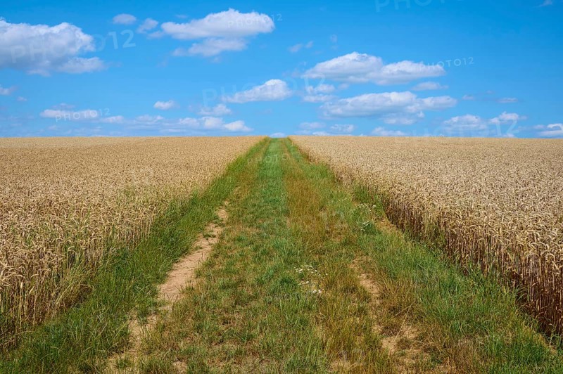 A green path divides the golden wheat field under a blue sky with clouds, summer, Miltenberg, district Miltenberg, Spessart, Bavaria, Germany