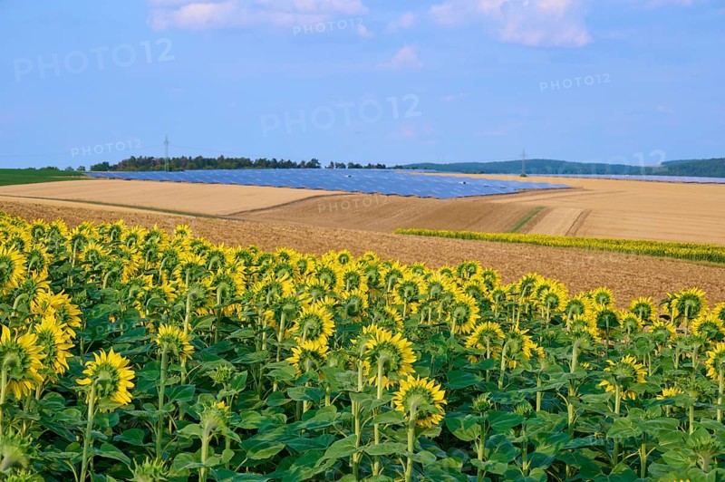 Sunflower field next to agricultural land and solar cells, summer, Thüngen, Main Spessart district, Bavaria, Germany