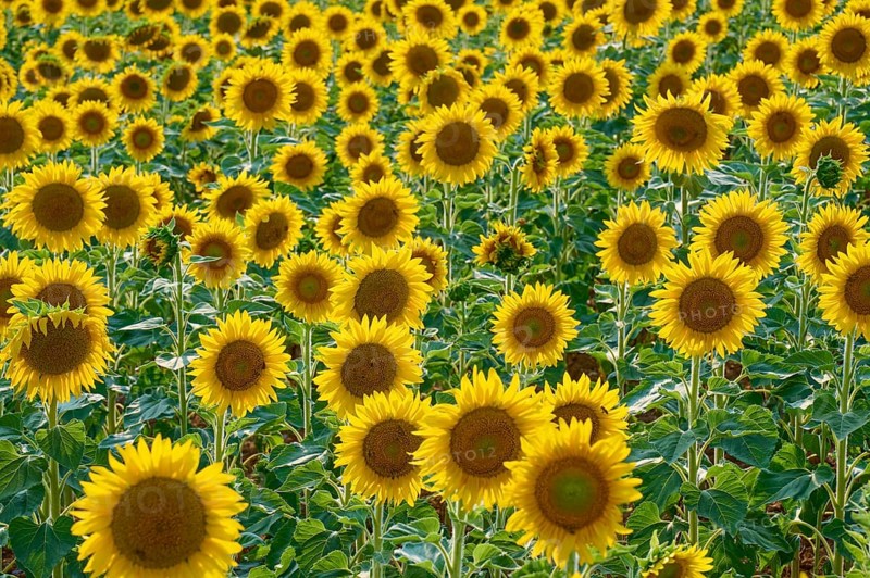 A field full of sunflowers in full bloom on a bright day, summer, Thüngen, Main Spessart district, Bavaria, Germany