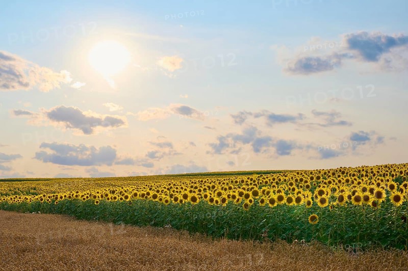 Wide sunflower field at sunset, softly lit, summer, Thüngen, Main Spessart district, Bavaria, Germany