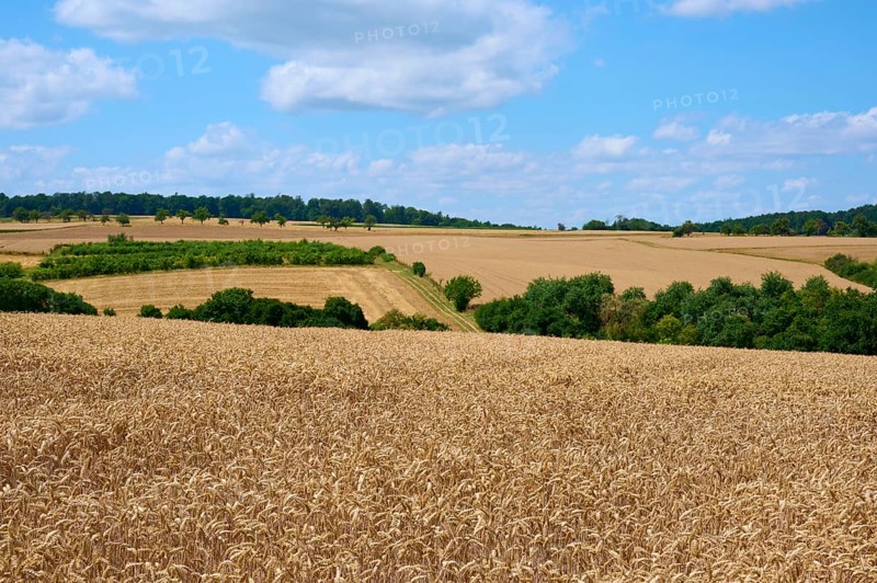 Panoramic view over wide, golden wheat fields under a blue sky with clouds, summer, Miltenberg, district Miltenberg, Spessart, Bavaria, Germany