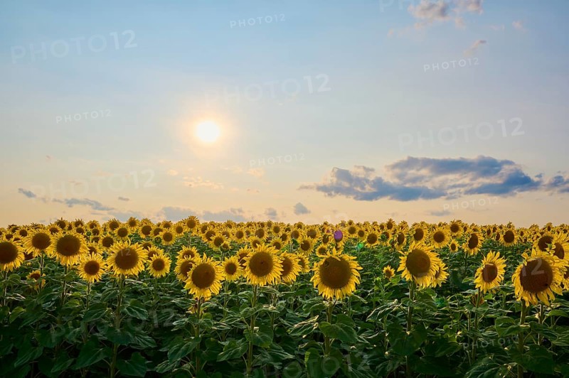 Sunflower field under a warm sunset sky, summer, Thüngen, Main Spessart district, Bavaria, Germany