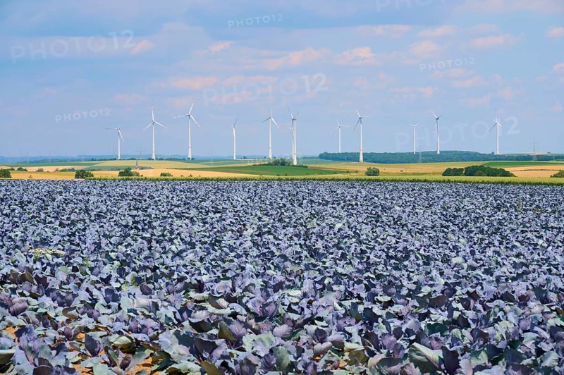 Wide landscape with wind turbines in the background and red cabbage plants in the foreground, Hausen, Würzburg district, Mainfranken, Bavaria, Germany