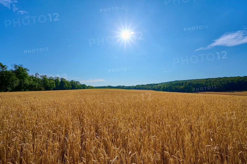 Cornfield under bright sun with neighbouring forest and blue sky, summer, Retzstadt, Main Spessart district, Bavaria, Germany