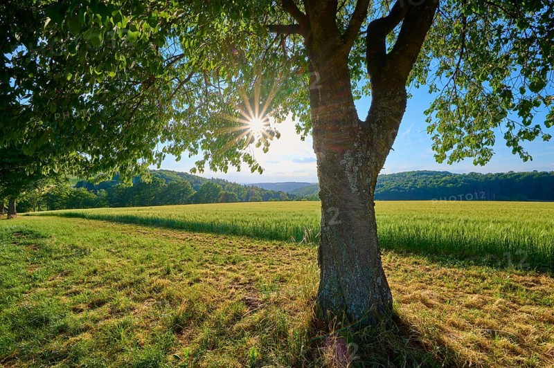 A large cherry tree in the foreground with sunbeams behind it on a green meadow, summer, Reichartshausen, Amorbach, Miltenberg district, Odenwald, Bavaria, Germany