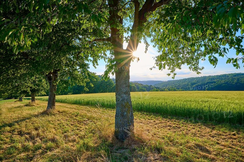 Several cherry trees in a row in a meadow with sunbeams in the background, summer, Reichartshausen, Amorbach, district Miltenberg, Odenwald, Bavaria, Germany