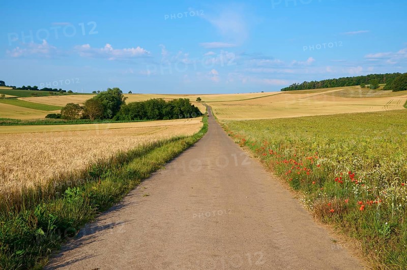 A narrow country lane between grain fields under a blue sky with few clouds, summer, Höhefeld, Wertheim, Baden-Württemberg, Germany