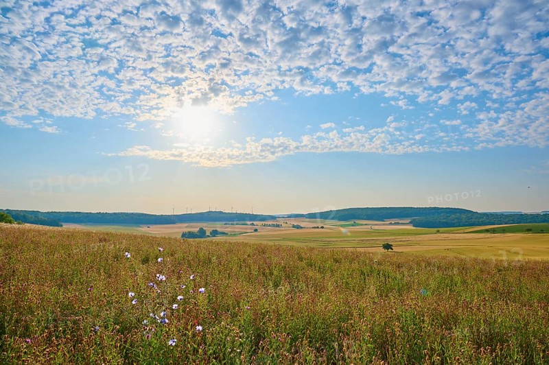 A field of wild flowers under a blue sky with different cloud patterns, summer, Höhefeld, Wertheim, Baden-Württemberg, Germany