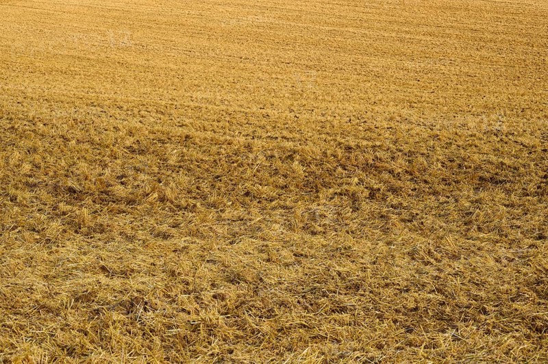 Close-up of a mown field with straw covering the brown soil, summer, Höhefeld, Wertheim, Baden-Württemberg, Germany