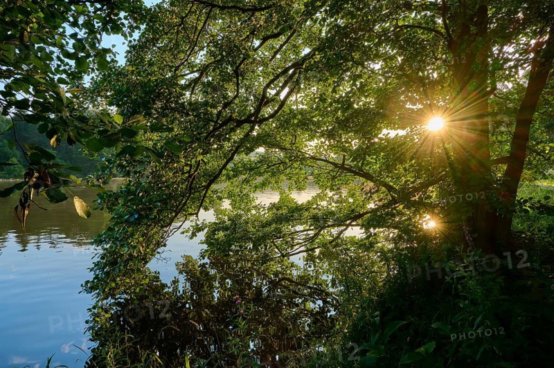 Sunlight breaks through dense treetops and illuminates the banks of the tranquil River Main, summer, Grünenwört, Wertheim, Main, Main-Tauber-Kreis, Baden-Württemberg, Germany