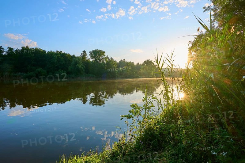Morning sun shines over the river Main and green riverside vegetation, the sky is clear with scattered clouds, summer, Grünenwört, Wertheim, Main, Main-Tauber-Kreis, Baden-Württemberg, Germany