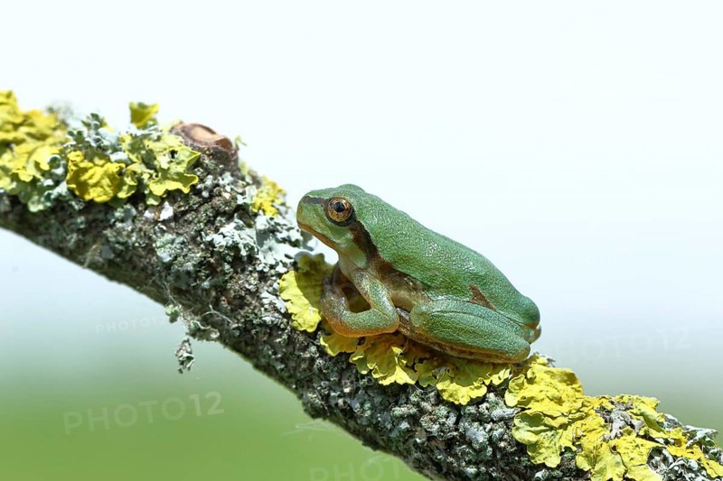 European tree frog (Hyla arborea) sitting on a lichen-covered branch in its natural environment, close-up, Lake Neusiedl National Park, Burgenland, Austria