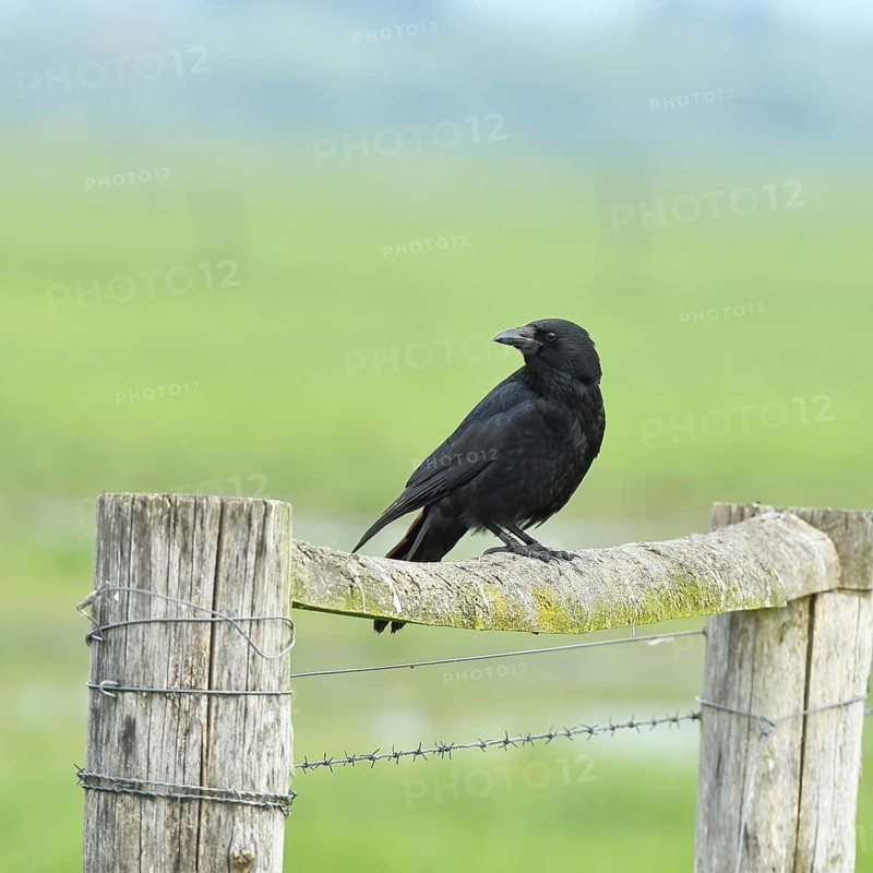 Raven crow (Corvus corone), sitting on a pasture gate, Ochsenmoor, Dümmer See, Hüde, Lower Saxony, Germany