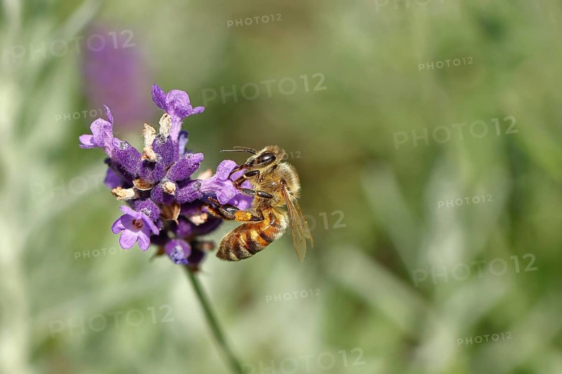 Honey bee (Apis mellifera) on a lavender flower (Lavandula angustifolia), macro photograph, Wilnsdorf, North Rhine-Westphalia, Germany