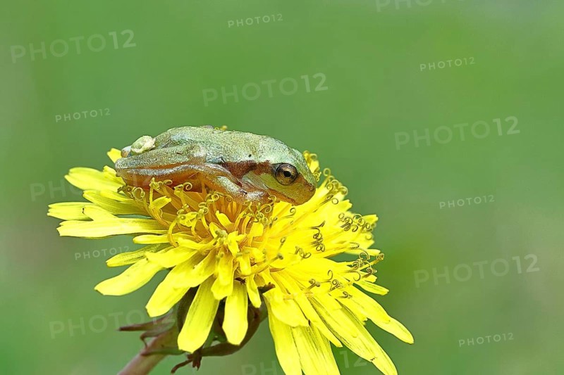European tree frog (Hyla arborea) sitting on a yellow dandelion flower (Taráxacum), close-up, Lake Neusiedl National Park, Burgenland, Austria