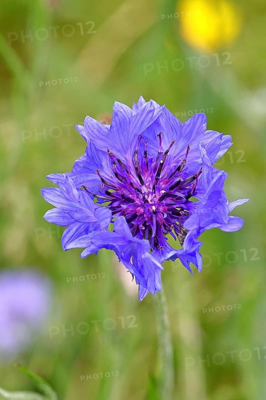 Cornflower (Centaurea cyanus), blue flower at the edge of a field, close-up, Wilnsdorf, North Rhine-Westphalia, Germany