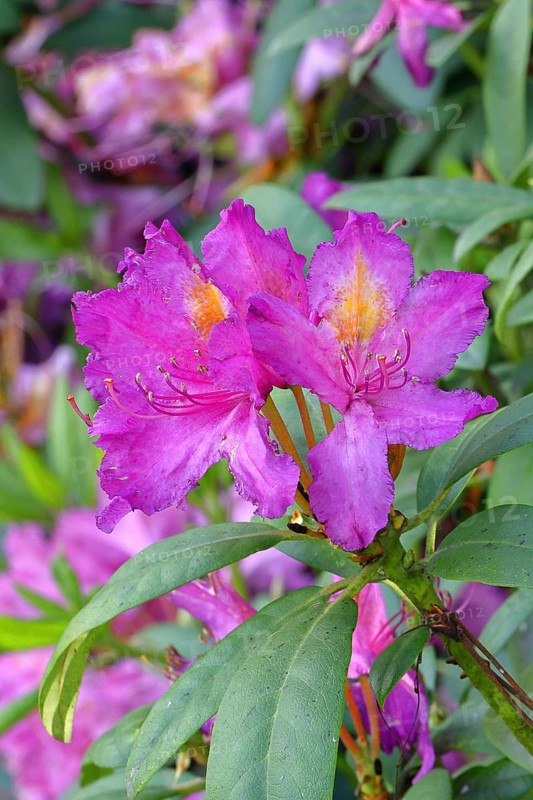Rhododendron flowers (Rhododendron Homer), purple flowers, in a garden, Wilnsdorf, North Rhine-Westphalia, Germany
