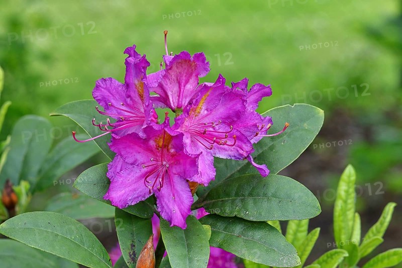 Rhododendron flowers (Rhododendron Homer), purple flowers, in a garden, Wilnsdorf, North Rhine-Westphalia, Germany