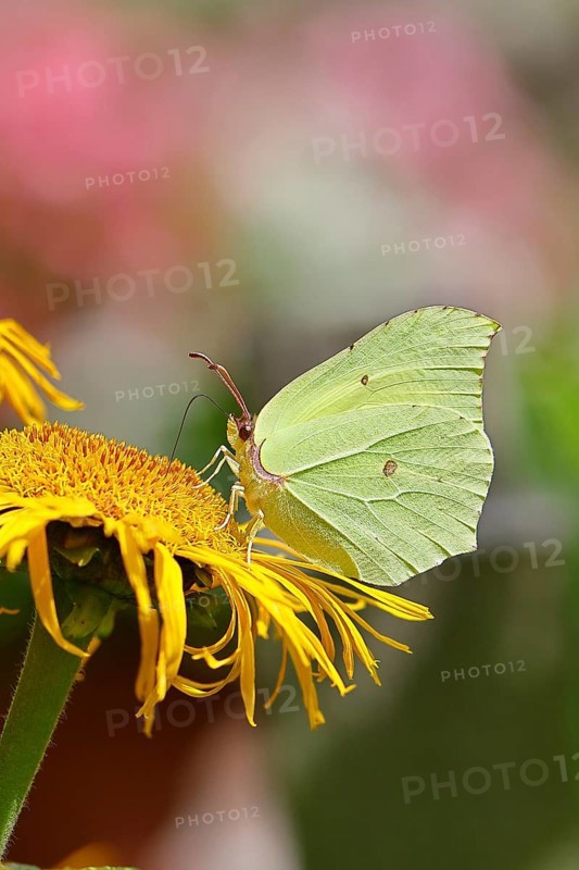 Lemon butterfly (Gonepteryx rhamny) on a yellow flower of a Great Telekie (Telekia speciosa), close-up, Wilnsdorf, North Rhine-Westphalia, Germany