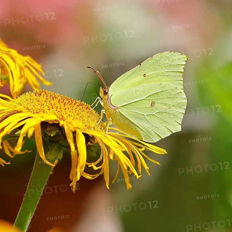 Lemon butterfly (Gonepteryx rhamny) on a yellow flower of a Great Telekie (Telekia speciosa), macro photograph, Wilnsdorf, North Rhine-Westphalia, Germany