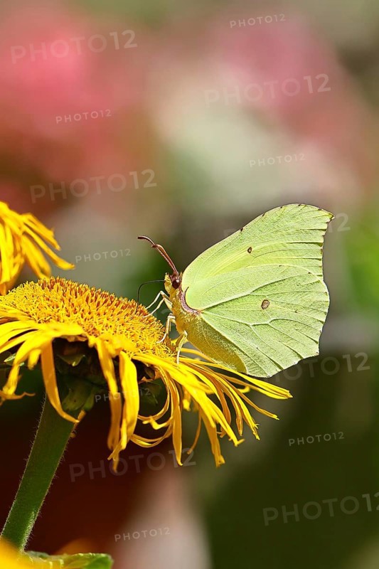 Lemon butterfly (Gonepteryx rhamny) on a yellow flower of a Great Telekie (Telekia speciosa), Wilnsdorf, North Rhine-Westphalia, Germany