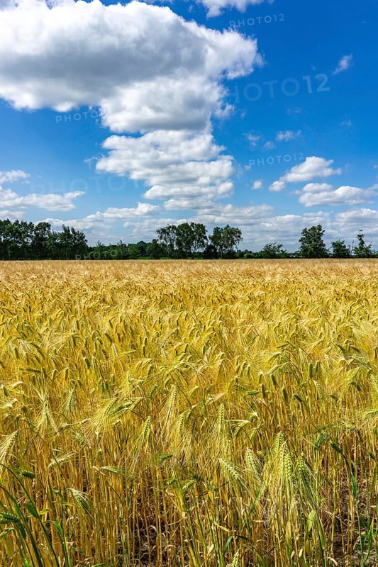 Grain field, in front of harvest, barley, near Bottrop-Kirchhellen, North Rhine-Westphalia, Germany