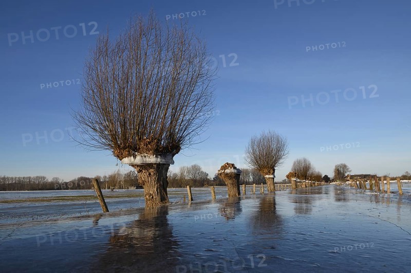 In frosty cold weather... Head willow (Rhine flood in winter 2020, 2021) with ice ring on Bislicher Island, the ice ring shows how high the water was, weather situation, Bislicher Island near Xanten, nationally known nature reserve, Wesel district, Lower Rhine, Rhineland, North Rhine-Westphalia, Germany, Western Europe