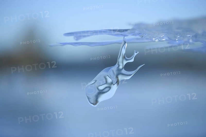 On a dive on the Lower Rhine... Whale (winter flood 2020, 2021), naturally grown ice sculpture formed by wind and weather under an ice sheet left over from the flood, weather situation, Bislicher Insel near Xanten, nationally known nature reserve, Wesel district, Lower Rhine, Rhineland, North Rhine-Westphalia, Germany, Western Europe