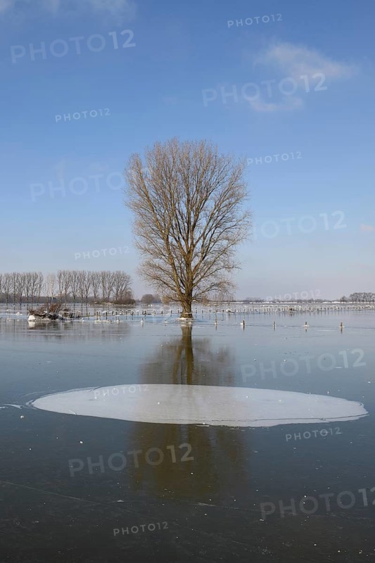 Land under ice... frozen winter flood (Lower Rhine), Bislicher Insel, after the Rhine flood came the frost, weather conditions, Bislicher Insel near Xanten, nationally known nature reserve, Wesel district, Lower Rhine, Rhineland, North Rhine-Westphalia, Germany, Western Europe