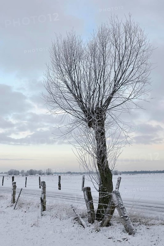Young pollarded tree, probably pollarded willow (Salix sp.) at the edge of a snow-covered field path on Bislicher Insel on a frosty winter morning, wide meadows and pastures next to it, typical, characteristic landscape, rural environment, rare weather conditions on the warm Lower Rhine, Bislicher Insel near Xanten, nationally known nature reserve, Wesel district, Rhineland, North Rhine-Westphalia, Germany, Western Europe