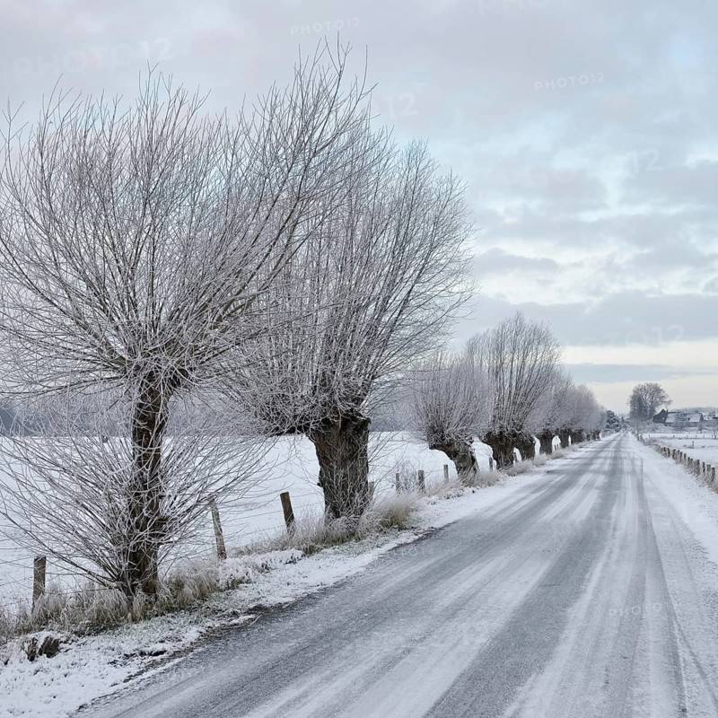 Pollarded trees, pollarded willows (Salix sp.) line an icy country road on Bislicher Insel on a frosty winter morning, typical, characteristic landscape, rural environment, rare weather conditions on the warm Lower Rhine, Bislicher Insel near Xanten, nationally known nature reserve, Wesel district, Rhineland, North Rhine-Westphalia, Germany, Western Europe
