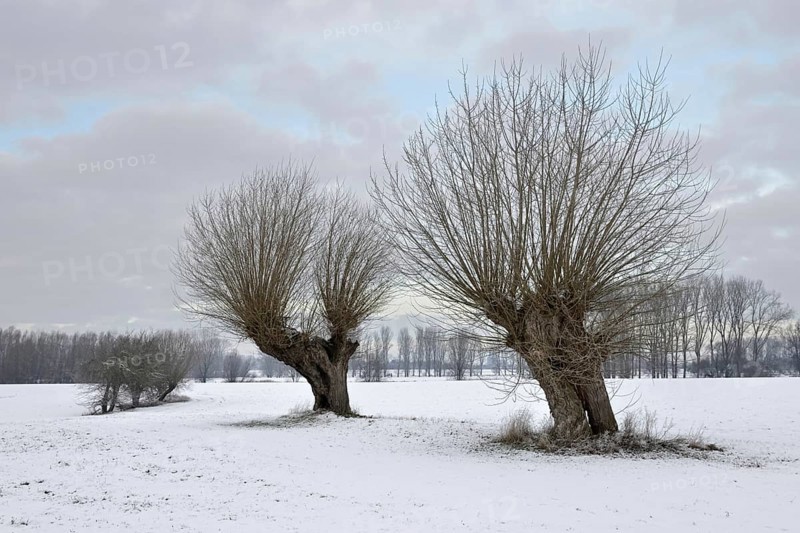 Old pollarded trees, pollarded willows (Salix sp.) on Bislicher Island in winter with snow, typical, characteristic landscape, rural environment, rare weather conditions on the Lower Rhine, which is normally favoured by warmth, Bislicher Island near Xanten, nationally known nature reserve, Wesel district, Rhineland, North Rhine-Westphalia, Germany, Western Europe