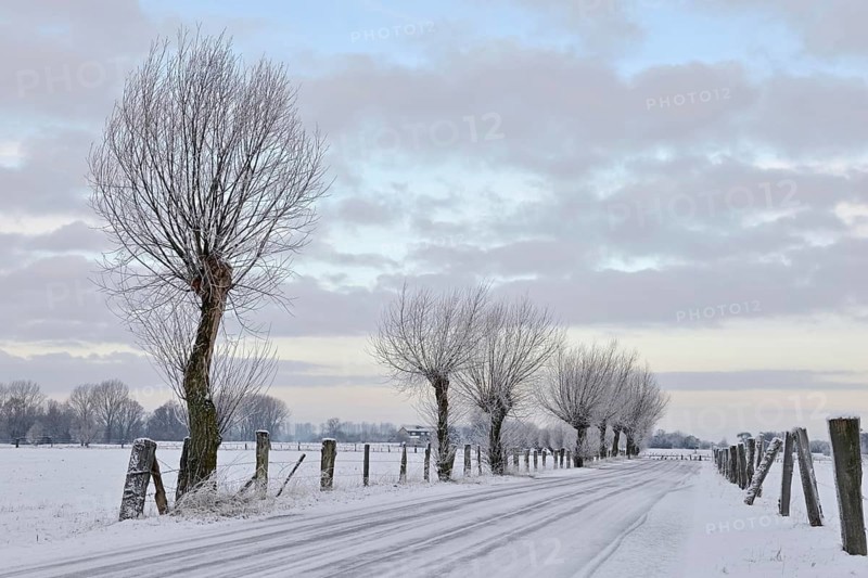 Young pollarded trees, pollarded willows (Salix sp.) line a snow-covered country lane on Bislicher Insel on a frosty winter morning, next to wide meadows and pastures, typical, characteristic landscape, rural environment, rare weather conditions on the warm Lower Rhine, Bislicher Insel near Xanten, nationally known nature reserve, Wesel district, Rhineland, North Rhine-Westphalia, Germany, Western Europe