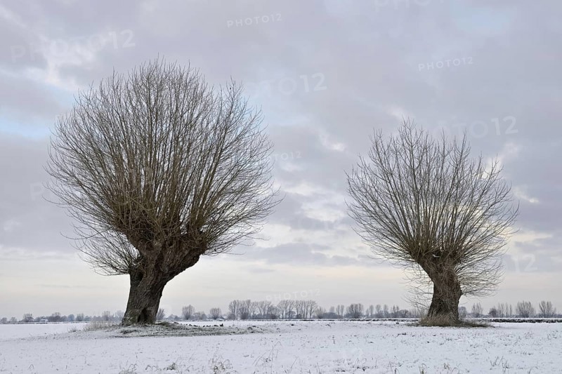 Old pollarded trees, pollarded willows (Salix sp.) on Bislicher Insel on a frosty winter morning with snow, typical, characteristic landscape, rural environment, rare weather conditions on the warmly favoured Lower Rhine, Bislicher Insel near Xanten, nationally known nature reserve, Wesel district, Rhineland, North Rhine-Westphalia, Germany, Western Europe