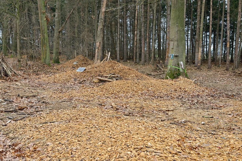 Symbolic monument in Hambach Forest, which is intended to draw attention to the deforestation that has begun. The forest became a nationally recognised symbol of resistance to the expansion of lignite mining and the fight against progressive climate change and global warming. Environmental activists and climate activists lived in tree houses for years to protest against deforestation. Hambach Forest, Düren district, North Rhine-Westphalia, Germany, Western Europe