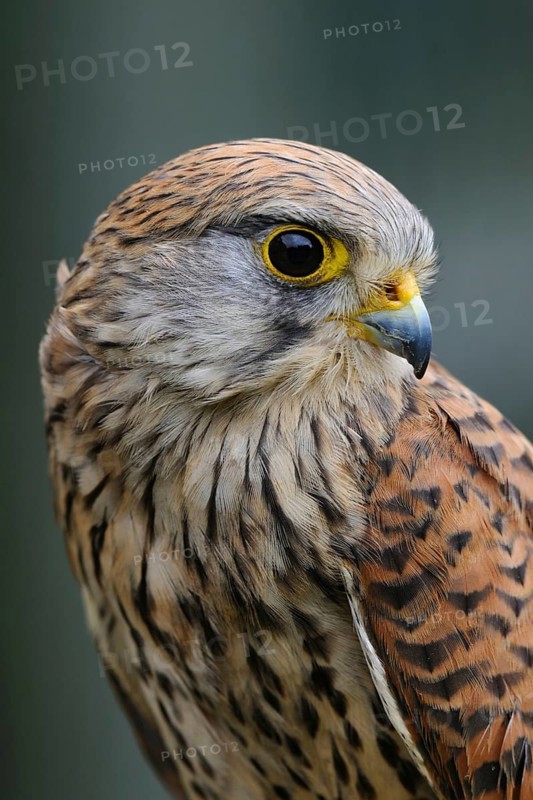 Detailed close-up... Kestrel (Falco tinnunculus), female falcon, female, head portrait, portrait, North Rhine-Westphalia, Germany, Western Europe