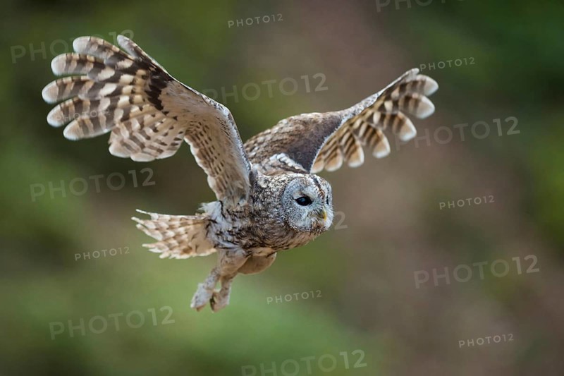 Let's go... Tawny owl (Strix aluco) in flight, side view of a powerfully flying owl in flapping flight, natural background, Germany, Western Europe