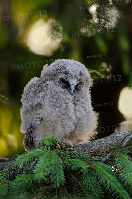 The nestling... Long-eared owl (Asio otus), long-eared owl nestling, young owl, young bird in moult has left the nest, sits in a fir tree, dozes, sleeps during the day, looks funny, series Tierkinder, Lower Rhine, North Rhine-Westphalia, Germany, Western Europe