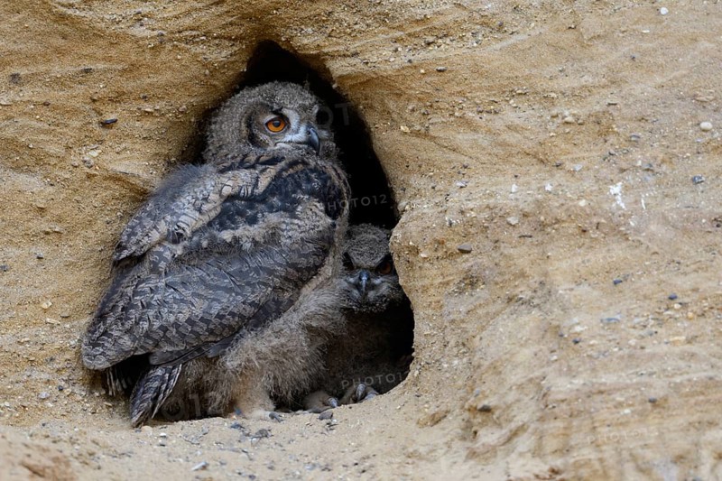 In the entrance to the nesting den... European Eagle Owl (Bubo bubo), two wide-awake young birds in moult, wildlife, Germany, North Rhine-Westphalia, Western Europe