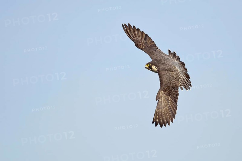 Elegant flyer... Peregrine falcon (Falco peregrinus) in fast manoeuvrable flight, fastest bird of prey, flying falcon, rare view of the beautiful large plumage, Lower Rhine, North Rhine-Westphalia, Germany, Western Europe