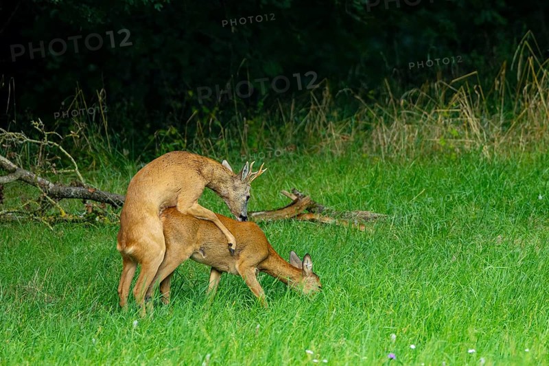 Roe deer (Capreolus capreolus) mating Germany