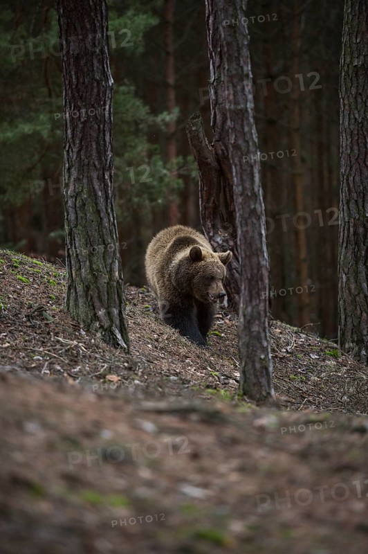 Rare encounter in the mountain forest... European brown bear (Ursus arctos), loner on its foray through the forest, probably a young looking for territory, Eastern Europe