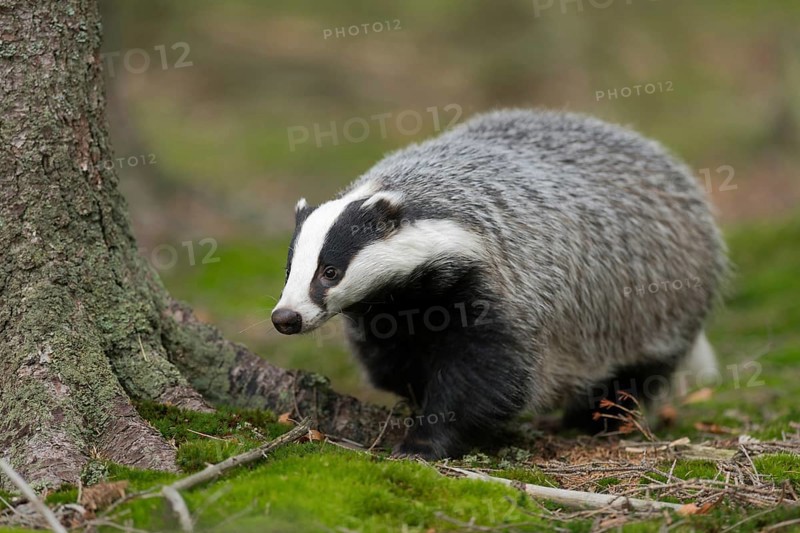 Out and about in the forest ... European badger (Meles meles), adult, particularly strong animal, typical black and white facial markings, North Rhine-Westphalia, Germany, Western Europe
