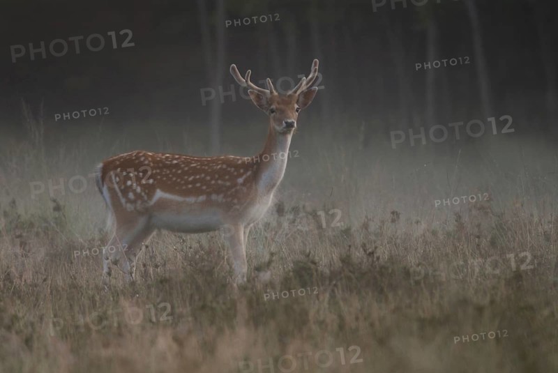 At dawn... Fallow deer (Dama dama) with fresh velvet antlers, attentive fallow deer in the very first light, well in front of sunrise, at the edge of the forest on a dewy meadow, native wildlife, wildlife, North Rhine-Westphalia, Rhineland, Germany, Western Europe