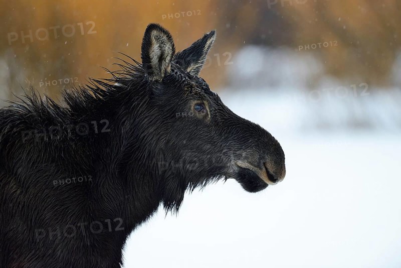 Moose calf... Elk (Alces alces), young animal in the snow, detailed head portrait, close-up in rainy weather in winter, series animal children, funny picture, wildlife, Yellowstone, Grand Teton NP, Wyoming, USA, North America, United States of America